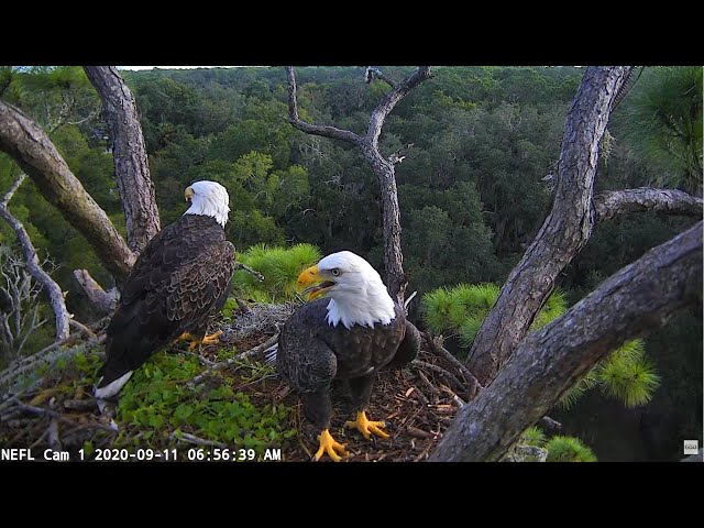 NEFL Cam 1 - Live Bald Eagle Cam