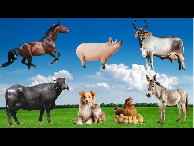 Farm Animal | Domestic animals and their Sounds Cow, Goat, pig, Horse etc | Animal Videos #animals