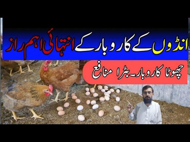 How to rase Chicken for egg. Poultry Farming Technology!