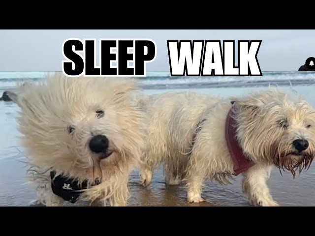 Relaxing  Australian Beach Walk : Soothing Sleep Sounds.