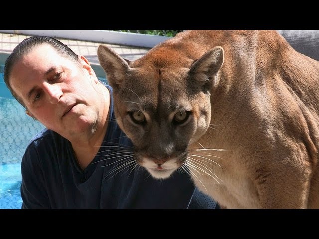 Cougar Man: Living With A Mountain Lion