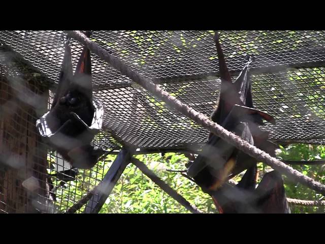 Fruit_Bats_Oakland_Zoo.MTS