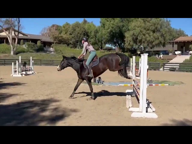 Pollyrich Farms Quintessential Gentleman