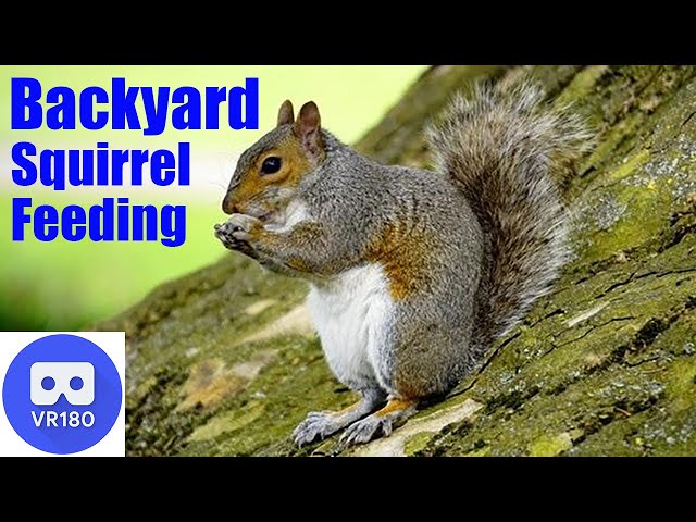 VR180 SUPER CUTE Backyard Squirrel Feeding