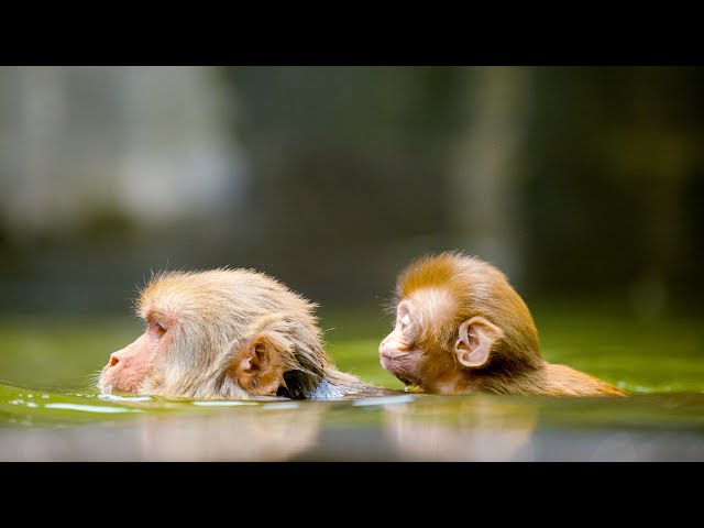 Spend Some Time With The Sacred Monkeys Of Nepal | VR 360 | Primates | BBC Earth