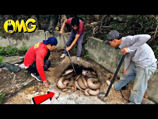 Brave Expert Catch 100 Black Cobras By Detector