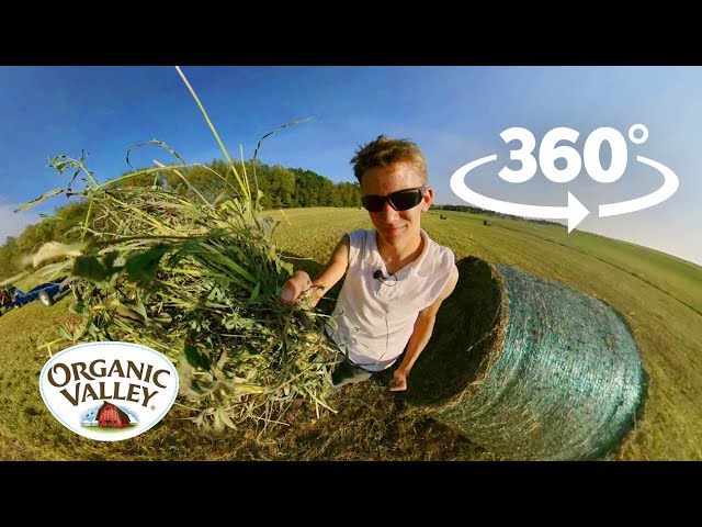 How to Bale Hay with Draft Horses | 360° Video VR | Organic Valley