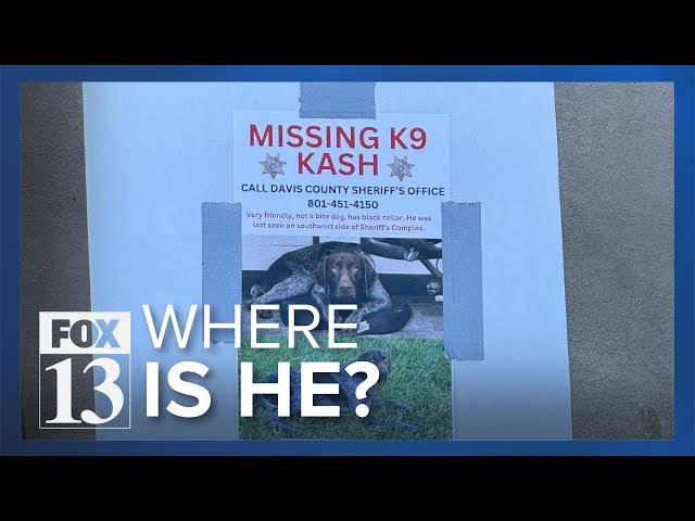 WATCH: Footage shows moments leading up to still missing K9 officer