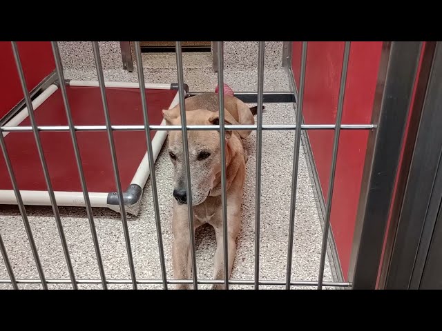 Rebel 2y A830512 kennel 82 pod 3 PACC shelter absolutely loved him keeping his cool all along vid926