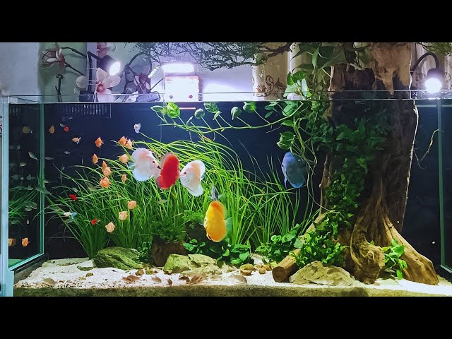 Discus Fish Tank Setup - Keep the Perfect Discus Aquarium Step By Step