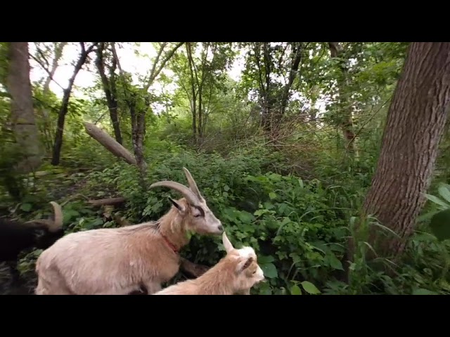 VR Nature Walk of Goats in the woods while they snack on trees