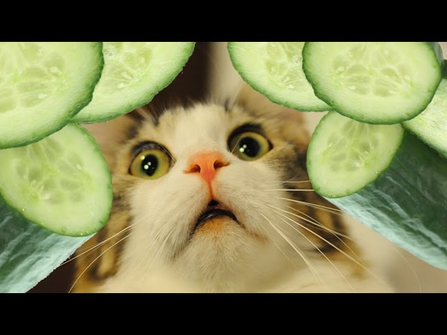 Cats vs Cucumbers Funny Compilation