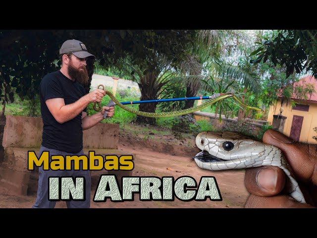 Africa Expedition: The FIRST Black Mamba Found in Guinea