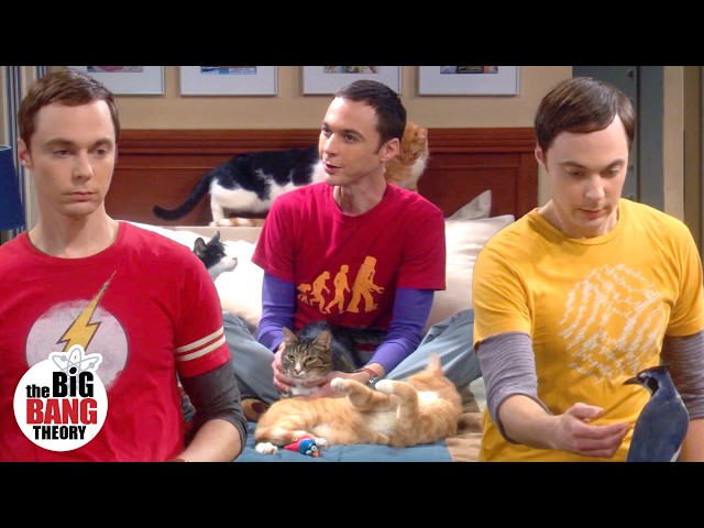 Unforgettable Sheldon Cooper Moments (Seasons 1-6) | The Big Bang Theory