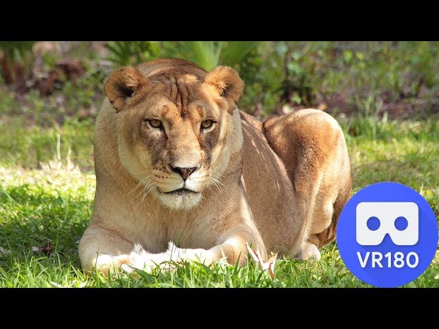 How Did Big Cat Rescue Get Started? -VR 180 3D