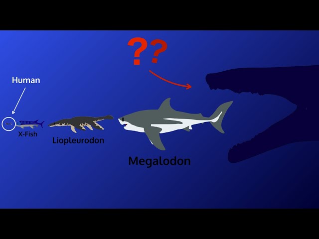 SEA MONSTER Size Comparison