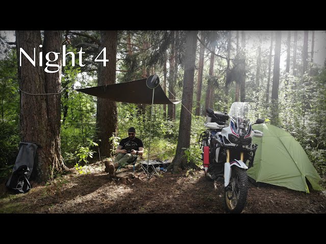 Local Camping | Nature ASMR | Mixed Forest