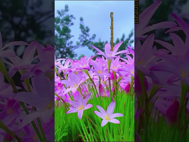 Rain lily flowers #ytshorts #flowers #beautiful #garden #shorts