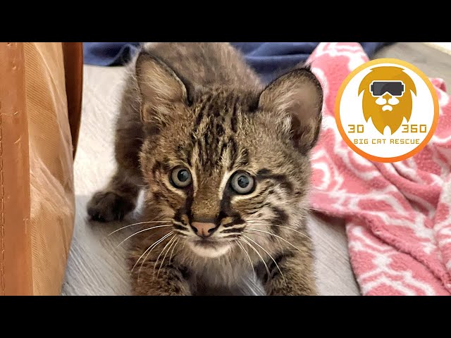 Bobcat kitten saved after storm  3D 180VR