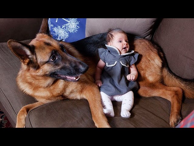 When Huge German Shepherd Becomes Nanny for His Baby   Cute Moments Dog and Human