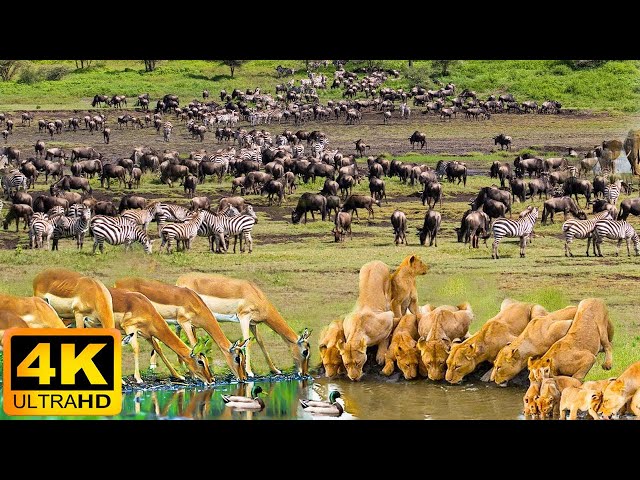 4K African Wildlife: Mana Pools National Park, Zimbabwe - Scenic Wildlife Film With African Music