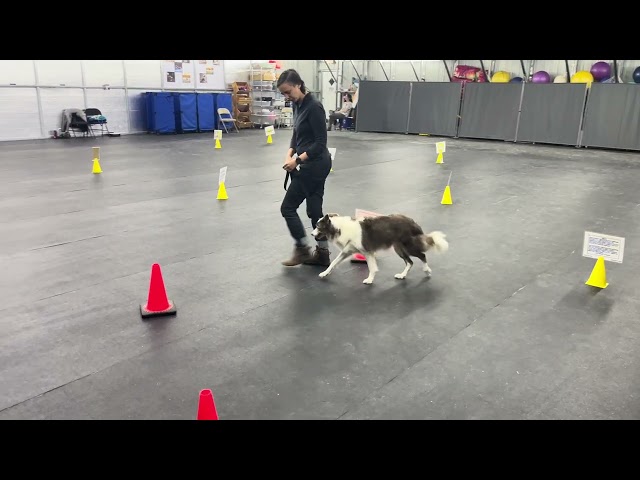 echo, novice rally, submission 2