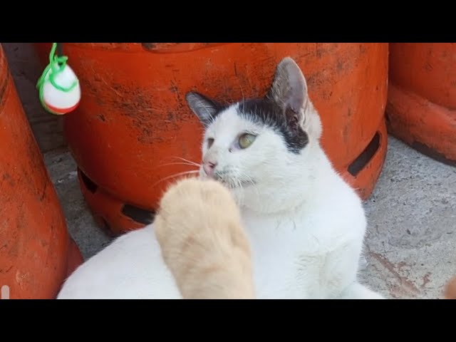 Two hyper Cats playing beside of gas tank. #playing #cats #hyper #animals