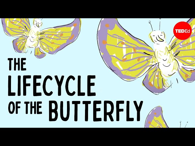 The life cycle of the butterfly - Franziska Bauer