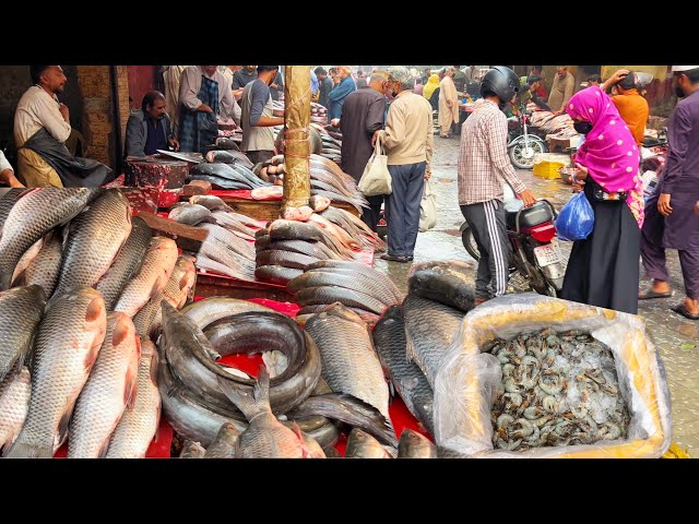 The Biggest Fish Market Of Lahore, Pakistan 4K-Walking Tour Of Bhaati Gate || Wholesale Fish Market