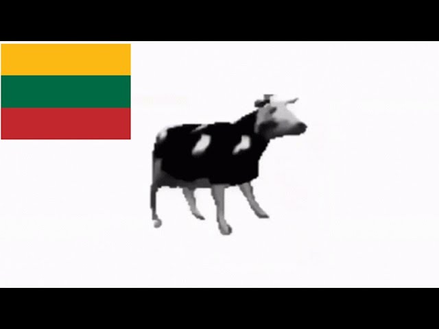 Polish cow, but its Lithuanian!