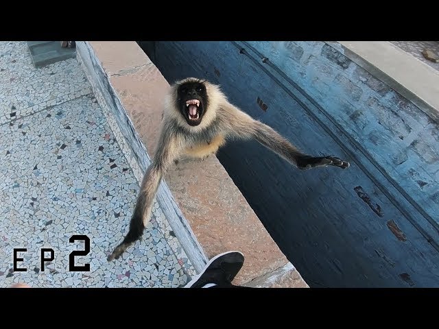 Rooftop monkey attack! 🇮🇳