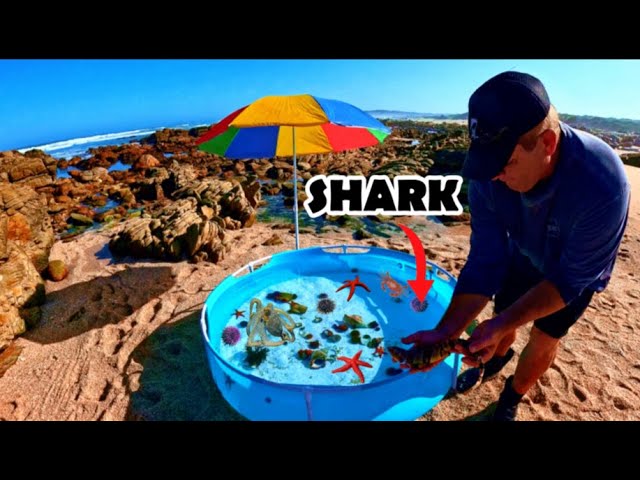 Making A Saltwater Beach Pond With Exotic Sea Creatures