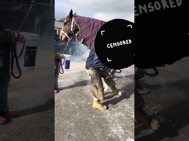 Farrier is putting hot shoes on a horse!