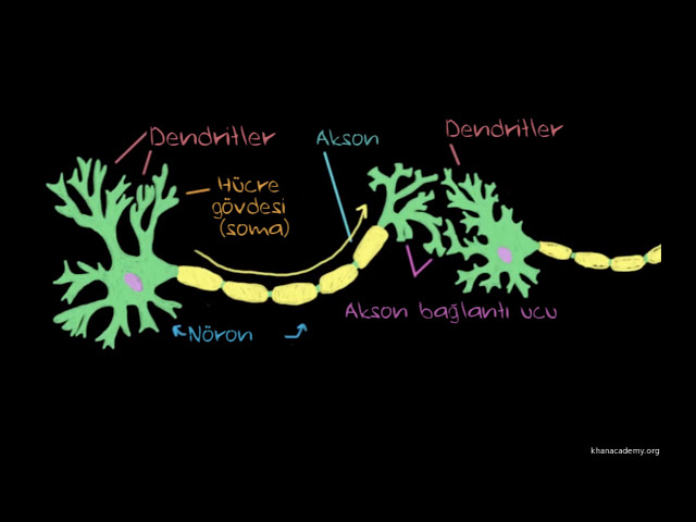 Depresyonun Antidepresanlarla Tedavisi (Sağlık ve Tıp) (Psikoloji / Akıl Sağlığı)