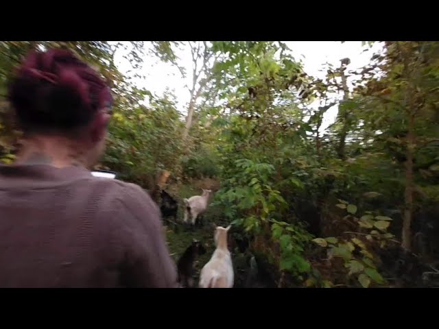 VR Nature walk taking the goats out of the woods