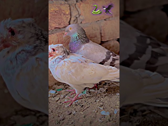 Rampuri pigeon breed 🔥 | #kabootar #pigeon #kabootarbazi #shorts