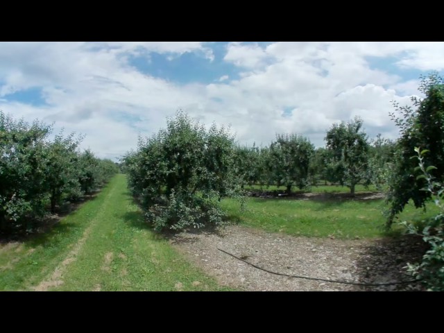 360° An Apple Orchard