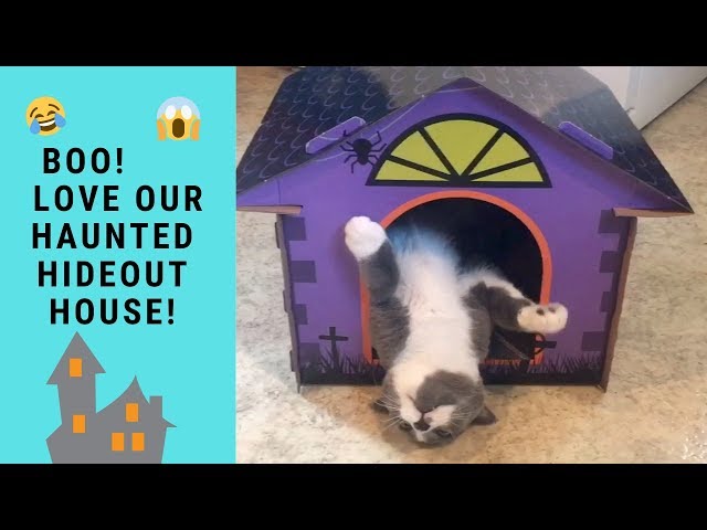 Funny Cats Playing Wrestling In Their Haunted Hideout House Box New Cat Toy