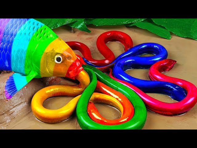 Fish stop motion ASMR - Crocodile and catfish hunting colorful carp and koi fish