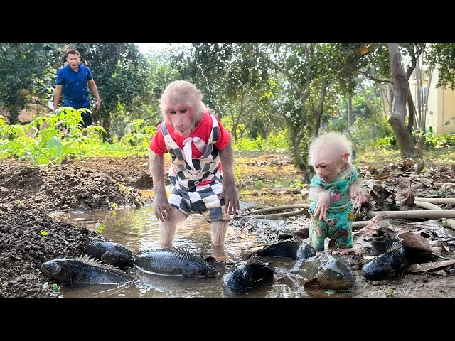 Bibi and Lala were curious when they discovered fish in the vegetable garden!