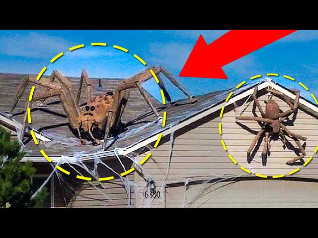 Real Giant Spiders Caught On Camera & Spotted In Real Life!