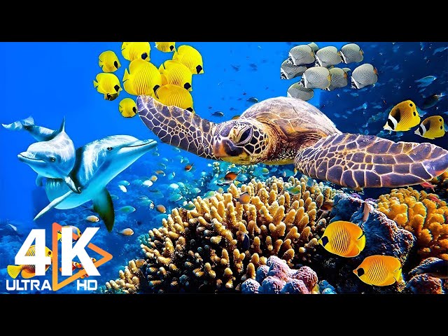 Perfect Ocean Fish 4K - Unlocking Underwater Secrets | Free Documentary on Stunning Nature