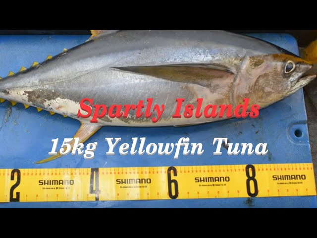 15kg Yellowfin Tuna