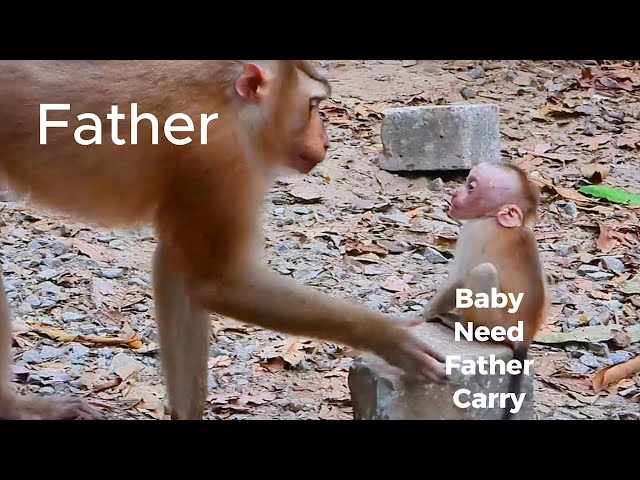 Best Monkey Moments I BBC Earth I Monkey Father Loves Much His Baby I Nat Geo Wild I Nature I Animal