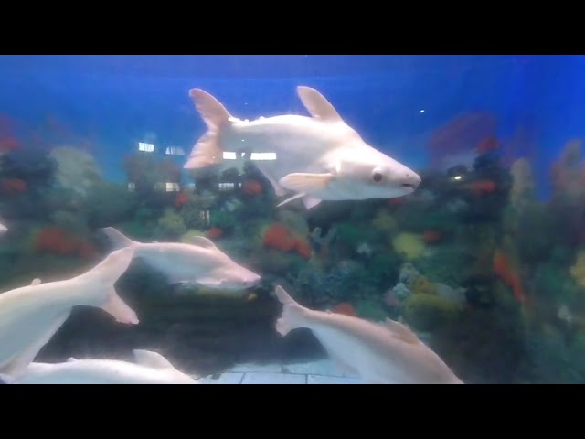 Science City Aquarium Calcutta VR 180 3D Video 2