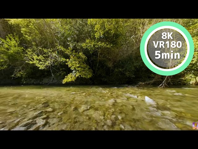 5 Min Meditation River with clear water VR180 8K Binaural ASMR