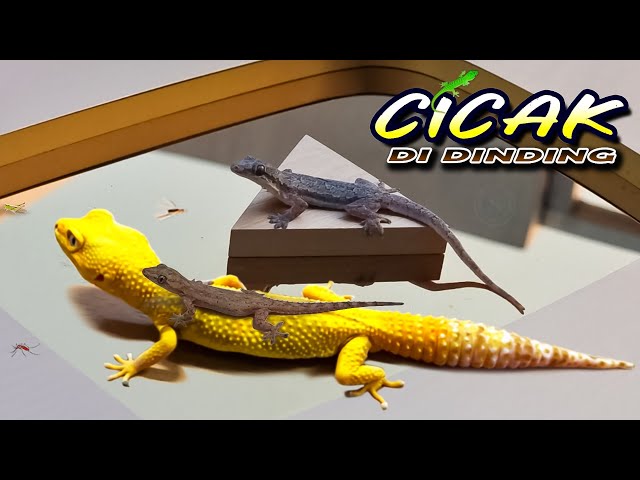 CICAK CICAK DI DINDING ~ CICAK diGENDONG GECKO, Kucing Meong-meong | Terbaik 2024