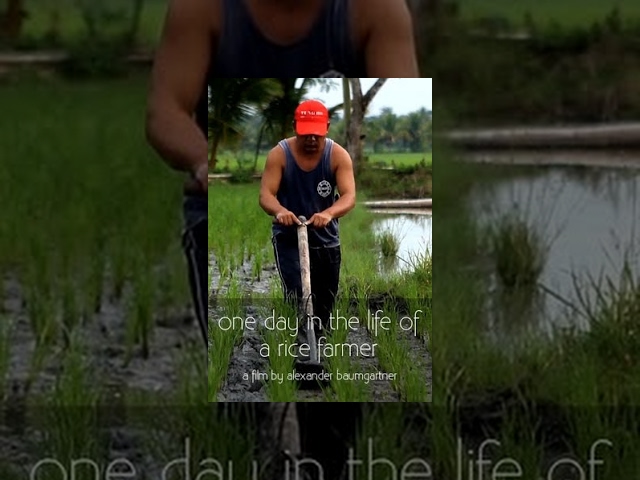 One Day in the Life of a Rice Farmer