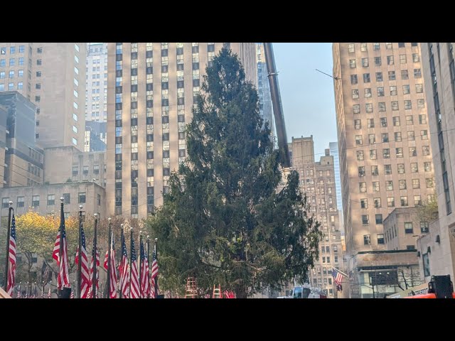 🗽 Live in NYC - Rockefeller Christmas Tree 🎄 and other holiday stuff; Street Music! Nov 9, 2024