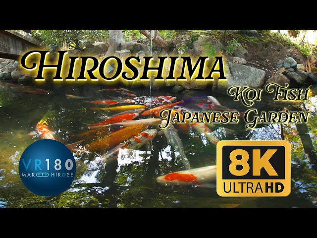 Quest3対応 錦鯉 日本庭園  8KVR散歩, 縮景園　広島　Hiroshima,  JAPAN 8K3D VR180